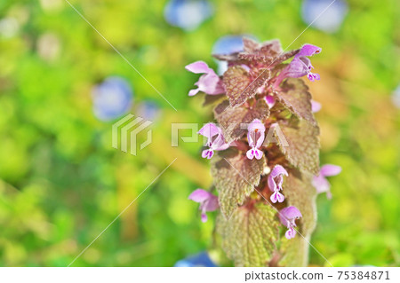 Small pink deadnettle flower Small pink deadnettle flower 75384871