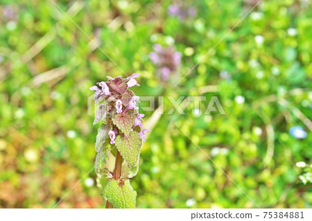 Small pink deadnettle flower 75384881