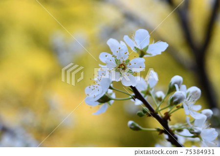 Ikuri (Ikuri) flower Ikuri (Ikuri) flower 75384931