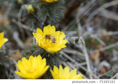 Honey bee sucking honey from Fukusou grass 75385181