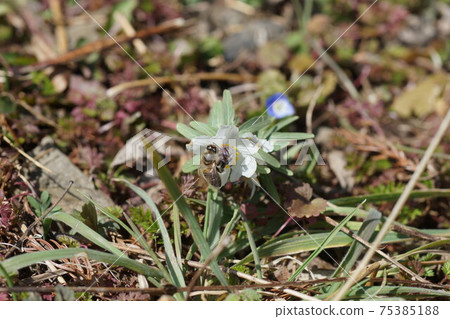 Two horned honeybees sucking honey from Seto Two horned honeybees sucking honey from Seto 75385188