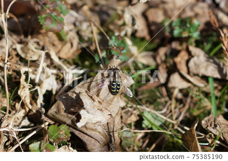 真腳蟲棲息在枯葉上 75385190