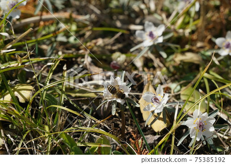 Two horned honeybees sucking honey from Seto 75385192