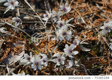 Two horned honeybees sucking honey from Seto 75385194