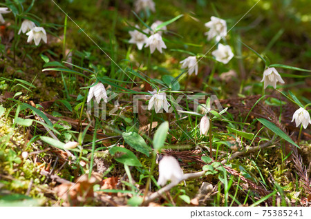 春天野草泉小白春天的仙女 75385241