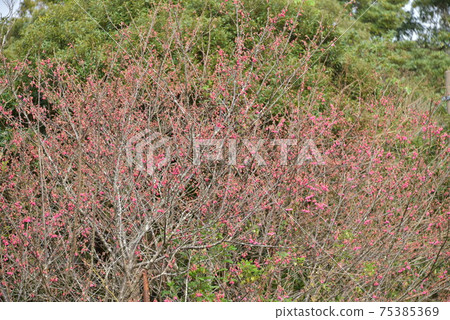 Scarlet cherry blossoms bloom 75385369