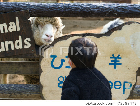 一個孩子盯著羊 75385475
