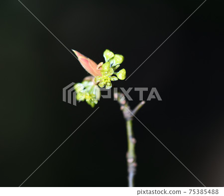 Kuro-moji (black letters) flowers 75385488