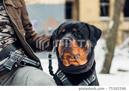 Adult rottweiler dog near a military man with a gun. Adult rottweiler dog near a military man with a gun. 75385586