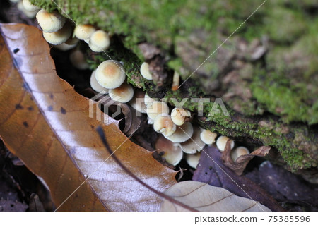 Sulfur tuft: Mushrooms are densely growing in the cracks of Kutsuki. 75385596