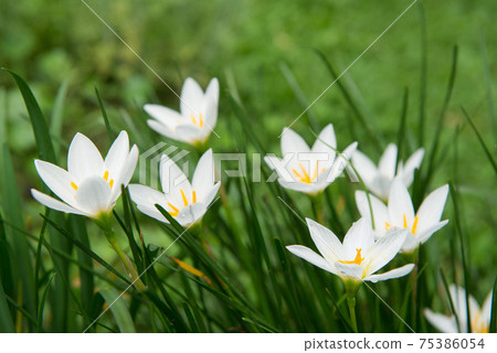 植物界,植物,蔥蘭,石蒜科,開花,白色花,風雨蘭,韭蘭 植物界,植物,蔥蘭,石蒜科,開花,白色花,風雨蘭,韭蘭 75386054