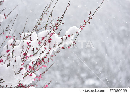 Plum blossom and snow scene Plum blossom and snow scene 75386069
