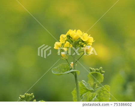 在早春強姦花 75386602
