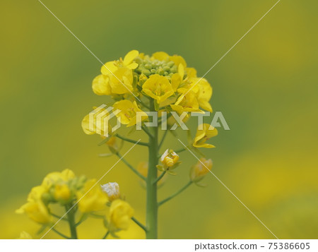 在早春強姦花 75386605