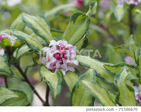 達芙妮花開在早春 75386670