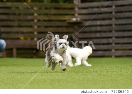 can small dogs run with you