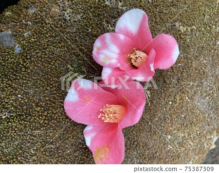 The fallen flowers are so cute The fallen flowers are so cute 75387309