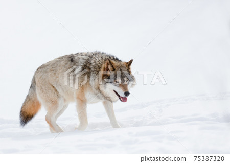 Canis Lupus walking on snow at nature park Canis Lupus walking on snow at nature park 75387320