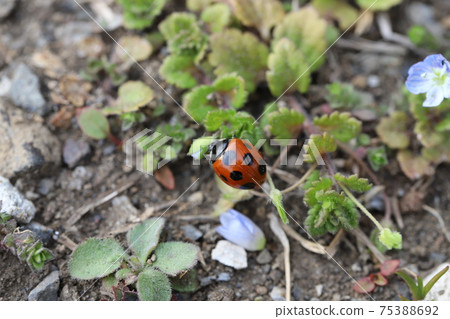 瓢蟲棲息在冬天的田野的草地上 75388692