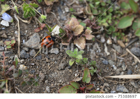 瓢蟲棲息在冬天的田野的草地上 75388697