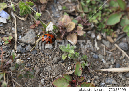 瓢蟲棲息在冬天的田野的草地上 瓢蟲棲息在冬天的田野的草地上 75388699