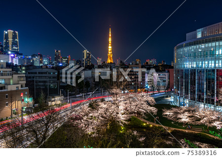 Roppongi city night view and night cherry blossoms Roppongi city night view and night cherry blossoms 75389316
