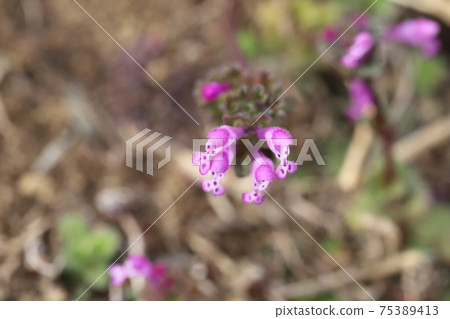 Pink flowers of henbits blooming in winter fields Pink flowers of henbits blooming in winter fields 75389413