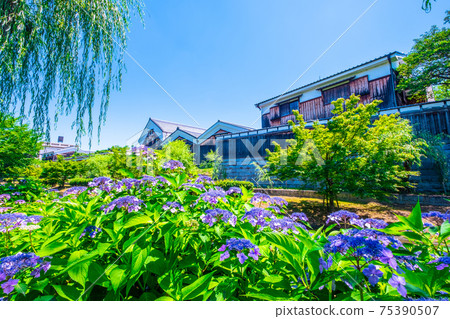 新鮮的綠色水道和月桂樹花圈大倉紀念館 75390507