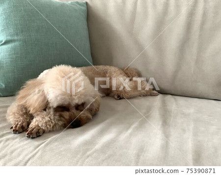 Toy poodle sleeping on the couch 75390871