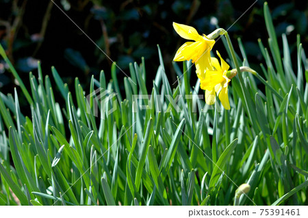 Yellow trumpet Daffodil 75391461