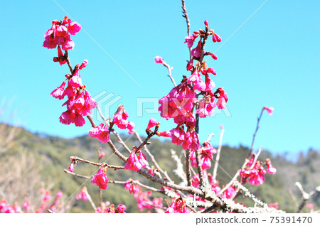 Cherry tree in full bloom Cherry tree in full bloom 75391470