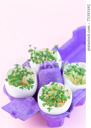 Garden cress sprouts in eggshell, purple paper egg holder, on pink background, vertical, copy space Garden cress sprouts in eggshell, purple paper egg holder, on pink background, vertical, copy space 75391842