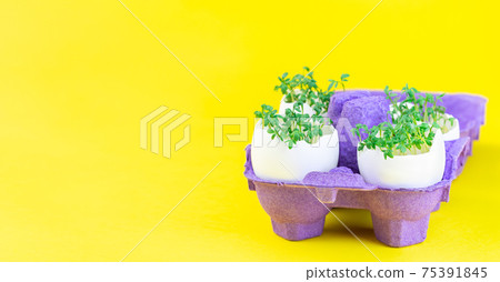 Garden cress growing in eggshells, on yellow background, horizontal, copy space Garden cress growing in eggshells, on yellow background, horizontal, copy space 75391845