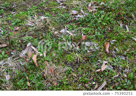 Tsukushi of the bank 75393251