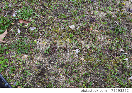 Tsukushi of the bank Tsukushi of the bank 75393252