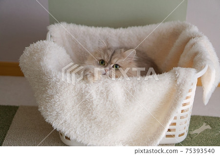 Persian cat in the laundry basket Persian cat in the laundry basket 75393540