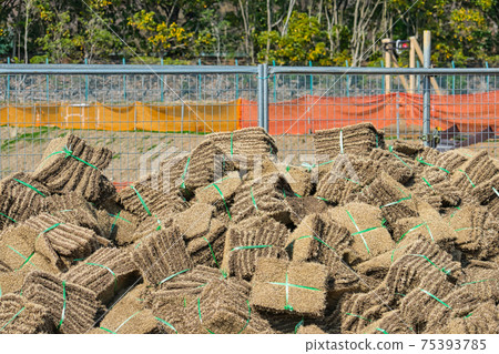 Replacing the grass in the park Replacing the grass in the park 75393785