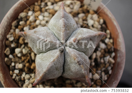 Cactus Lampo ball Astrophytum 75393832