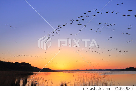 泉沼的早晨航班 泉沼的早晨航班 75393986