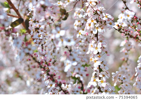 Rice cherry blossoms in full bloom 75394065