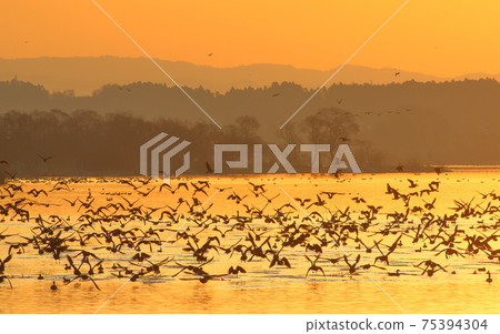 Morning flight of Izunuma 75394304