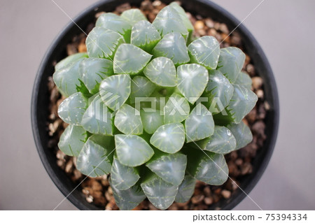 Tusa Haworthia的肉質Haworthia 75394334