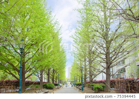 Park scenery: Ginkgo trees in Hamacho Park with refreshing fresh greenery, Chuo-ku, Tokyo Park scenery: Ginkgo trees in Hamacho Park with refreshing fresh greenery, Chuo-ku, Tokyo 75394445