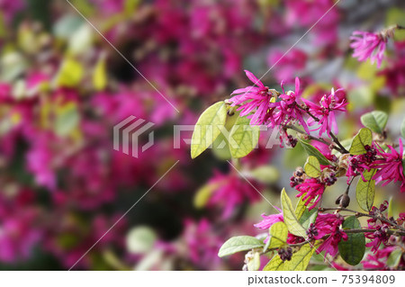 深紅色的女巫榛樹花在春天的陽光下 75394809