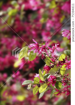 深紅色的女巫榛樹花在春天的陽光下 75394811