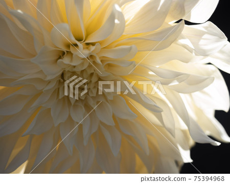 Dalia, cafe au lait's elegant and splendid flowers Dalia, cafe au lait's elegant and splendid flowers 75394968