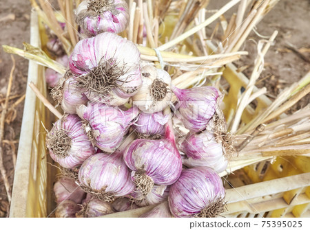 Fresh organic garlic in a box at a local rural market, selective focus. 75395025