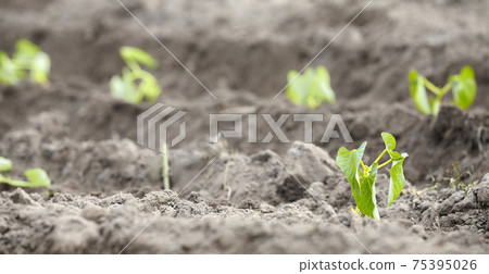 Close up picture of newly planted bean seedlings, selective focus. Close up picture of newly planted bean seedlings, selective focus. 75395026