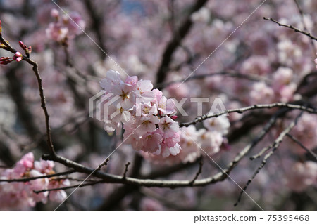 Sakura pink Sakura pink 75395468