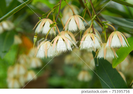 Flowering plants, plants, Euphorbia sibiricum, Euphorbia sibiricum Flowering plants, plants, Euphorbia sibiricum, Euphorbia sibiricum 75395756